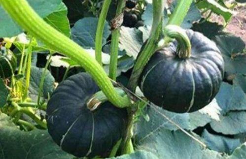 网红瓜太熟可以吃吗视频,口感与营养大揭秘